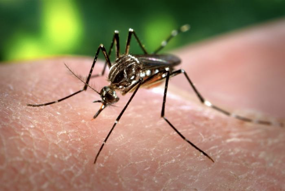 aedes.jpeg
