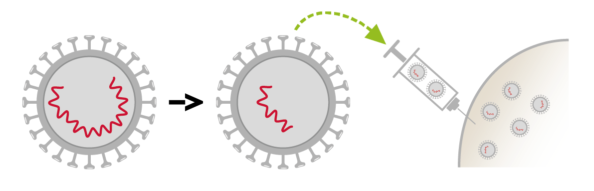 Virus atténué