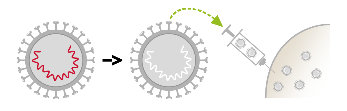 Virus inactivé