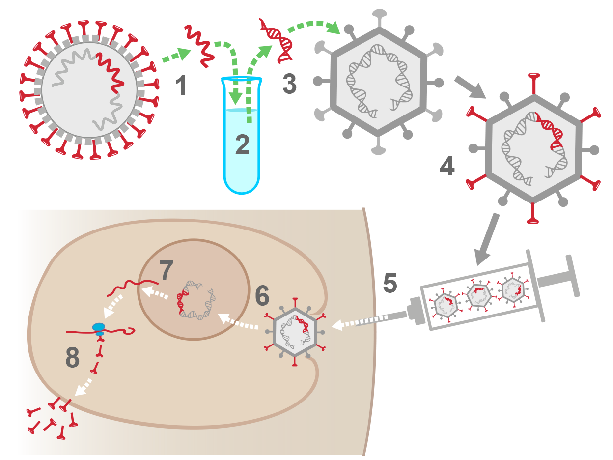 covid vaccination with adenovirus