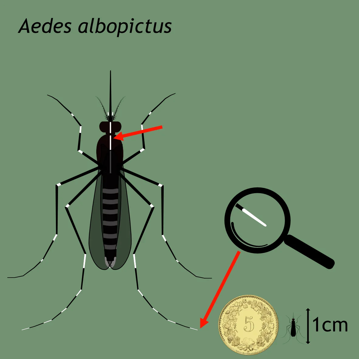 aedes albopictus