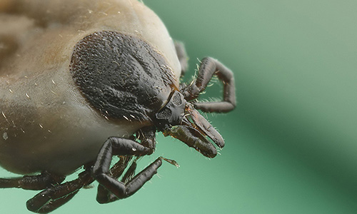 ixodes ricinus